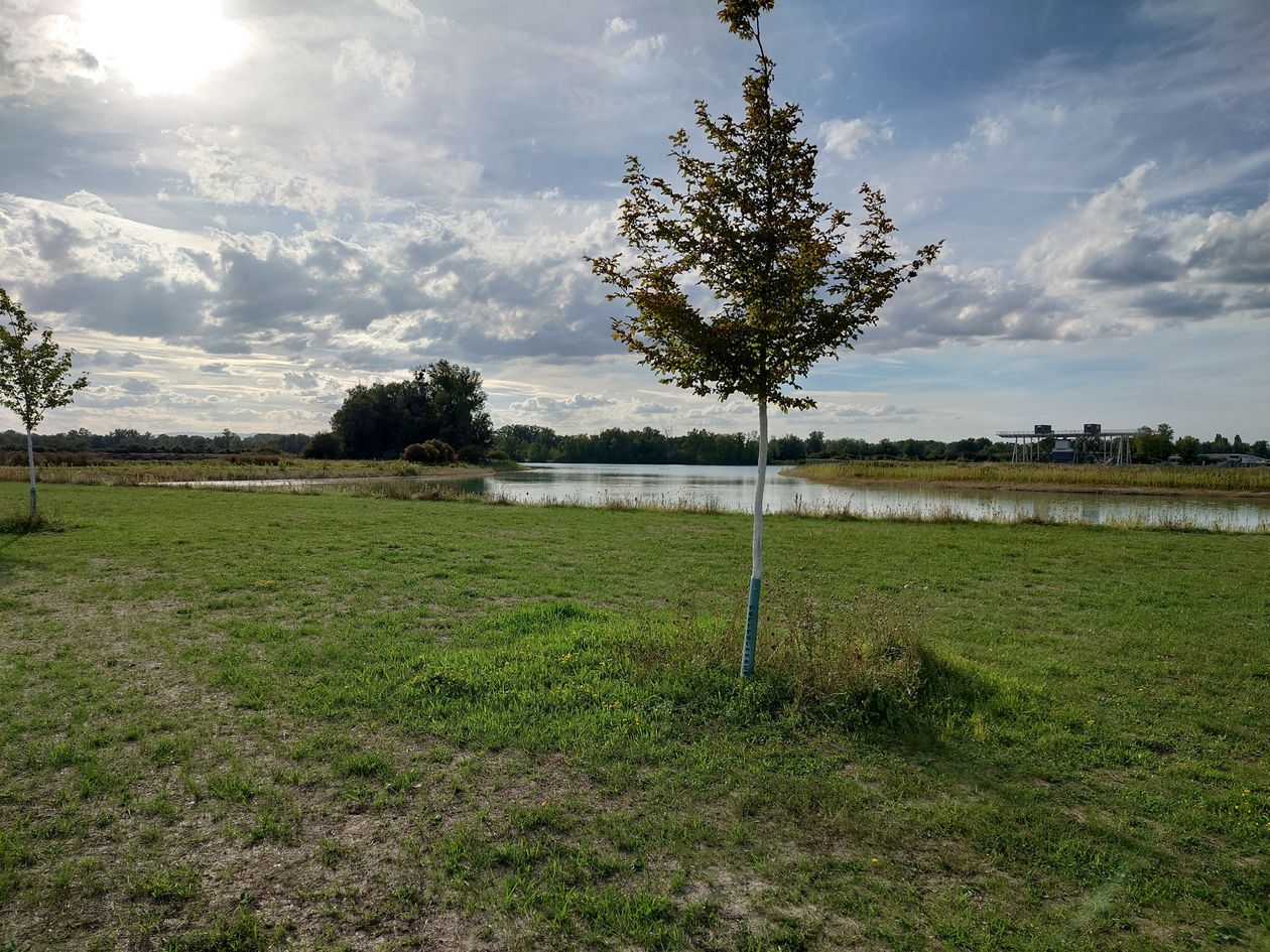 Fohlengartensee shore with a tree and Rhine meadow landscape